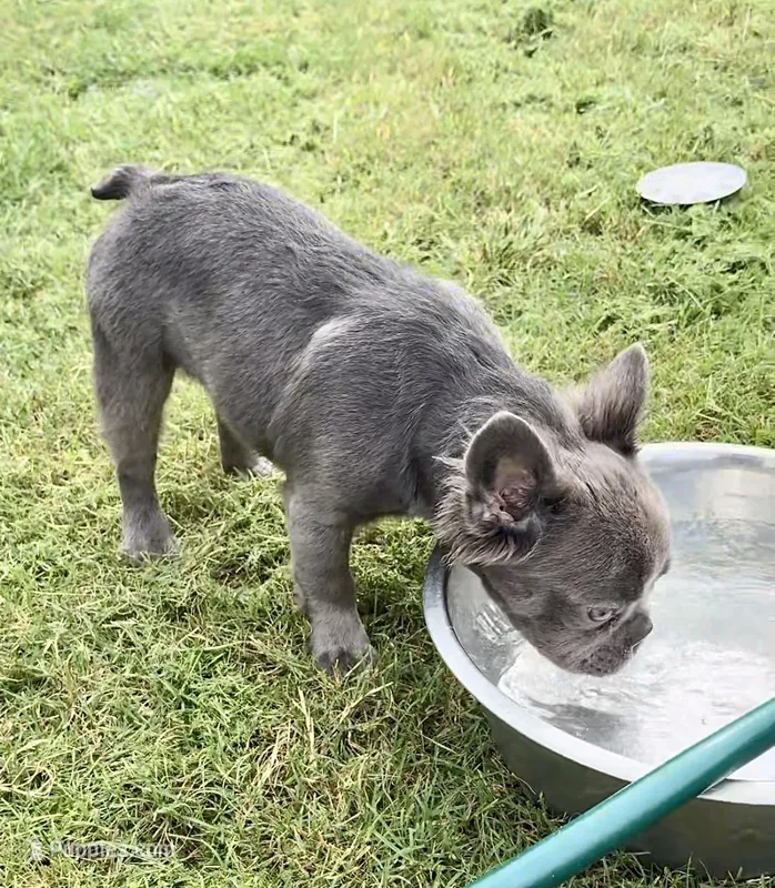 Blue fluffy – French Bulldog puppy for sale in Houston, TX