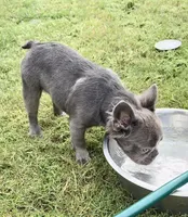 Blue fluffy, a male French Bulldog for sale in Houston, TX – 1 of 4