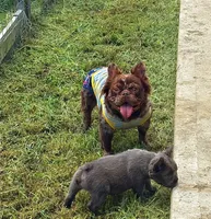 Blue fluffy, a male French Bulldog for sale in Houston, TX – 5 of 6