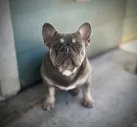 Blue fluffy, a male French Bulldog for sale in Houston, TX – 6 of 6