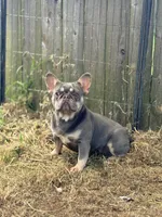 Skye, a female French Bulldog for sale in Houston, TX – 5 of 5