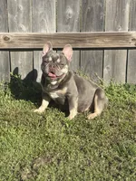 Skye, a female French Bulldog for sale in Houston, TX – 2 of 5