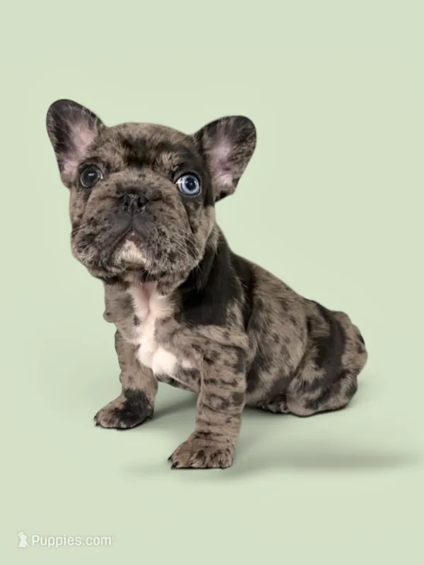 Bree – French Bulldog puppy for sale in Houston, TX