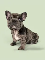 Bree, a female French Bulldog for sale in Houston, TX – 1 of 3