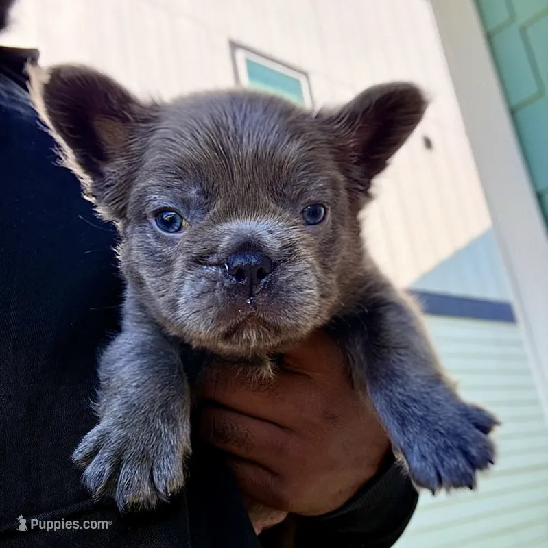 Blue fluffy – French Bulldog puppy for sale in Houston, TX