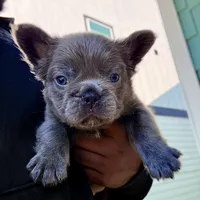 Blue fluffy, a male French Bulldog for sale in Houston, TX – 1 of 6