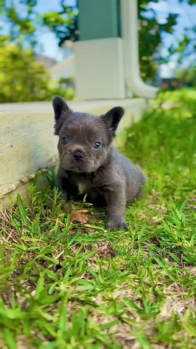 Blue fluffy, a male French Bulldog for sale in Houston, TX – 5 of 6