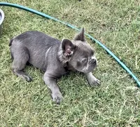 Blue fluffy, a male French Bulldog for sale in Houston, TX – 2 of 4