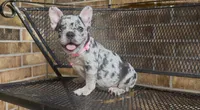 Bella, a female French Bulldog for sale in Houston, TX – 3 of 3