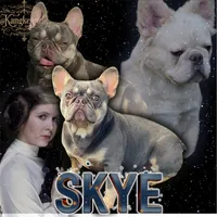 Blue fluffy, a male French Bulldog for sale in Houston, TX – 3 of 6
