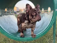 Rojo tan Merle (fluffy carrier ), a female French Bulldog for sale in Houston, TX – 8 of 8