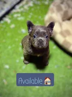 Blue fluffy, a male French Bulldog for sale in Houston, TX – 2 of 6