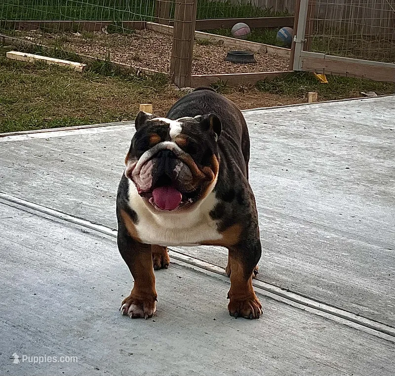 Choji  – English Bulldog puppy for sale in Houston, TX