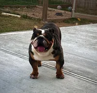 Choji , a male English Bulldog for sale in Houston, TX – 1 of 3
