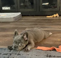 Blue fluffy, a male French Bulldog for sale in Houston, TX – 2 of 2