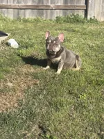 Skye, a female French Bulldog for sale in Houston, TX – 3 of 5
