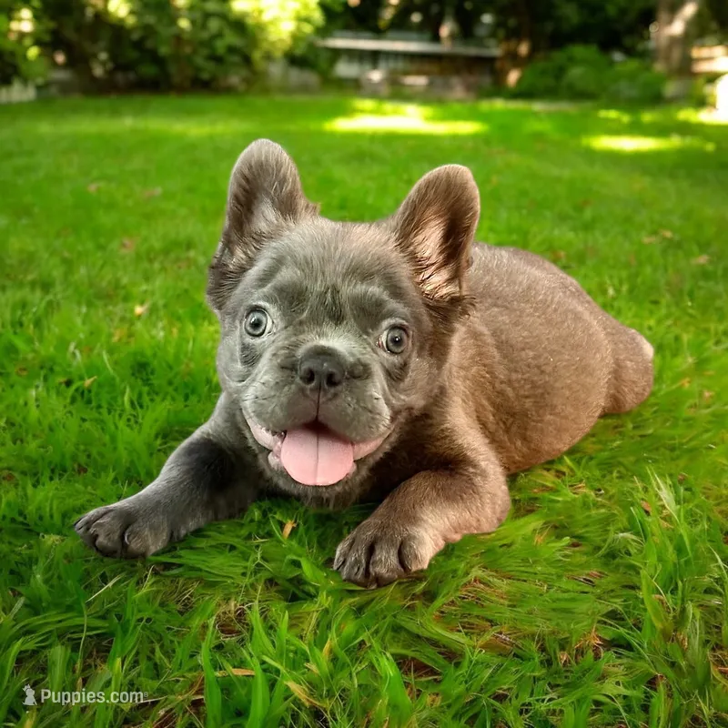 Blue fluffy – French Bulldog puppy for sale in Houston, TX