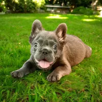 Blue fluffy, a male French Bulldog for sale in Houston, TX – 1 of 2