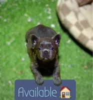 Blue fluffy, a male French Bulldog for sale in Houston, TX – 3 of 6