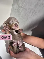 Mini Dachshund Girl, a female Miniature Dachshund for sale in Sparks, NV – 1 of 1