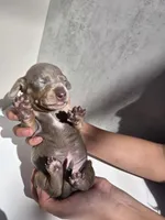Axel AKC MINI DACHSHUND, a male Dachshund and Miniature Dachshund for sale in Sparks, NV – 1 of 1