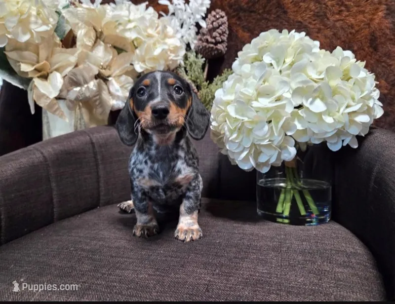 Dixie , a female Dachshund for sale in Reno, NV – Photo 1 of 1