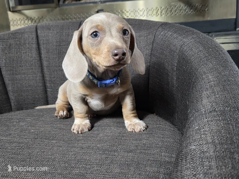 AkC DACHSHUND – Dachshund, Miniature Dachshund puppy for sale in Sparks, NV