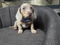 AkC DACHSHUND, a male Dachshund and Miniature Dachshund for sale in Sparks, NV – 1 of 1