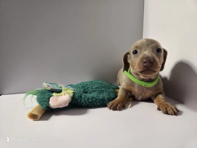 OLIVER  AKC MINI DACHSHUND – Dachshund, Miniature Dachshund puppy for sale in Sparks, NV