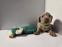 OLIVER  AKC MINI DACHSHUND, a male Dachshund and Miniature Dachshund for sale in Sparks, NV – 1 of 1