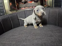 AKC DACHSHUND MINI, a female Dachshund and Miniature Dachshund for sale in Sparks, NV – 1 of 1