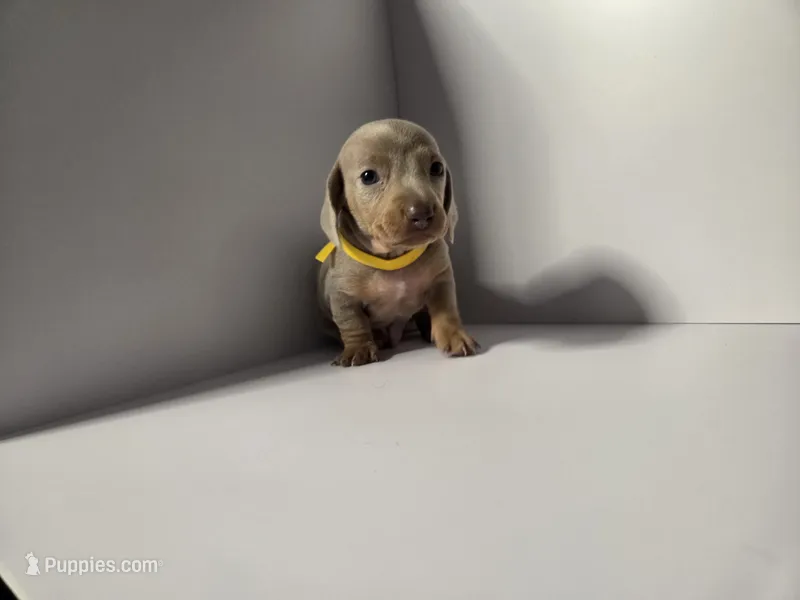 AkC Sunny – Dachshund, Miniature Dachshund puppy for sale in Sparks, NV