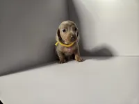 AkC Sunny, a male Dachshund and Miniature Dachshund for sale in Sparks, NV – 1 of 2