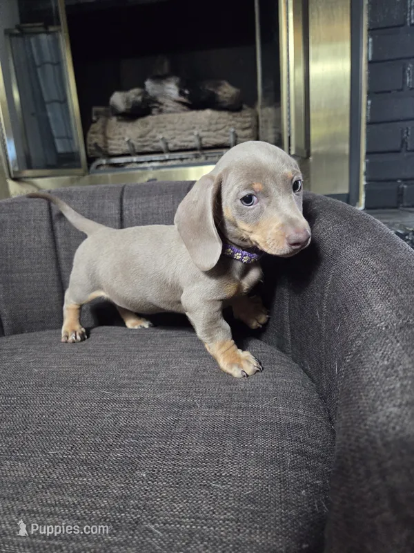 AkC Dachshund Girl – Miniature Dachshund puppy for sale in Sparks, NV