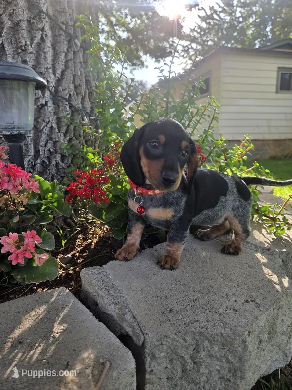 Daisy – Dachshund, Miniature Dachshund puppy for sale in Sparks, NV