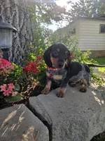 Daisy, a female Dachshund and Miniature Dachshund for sale in Sparks, NV – 1 of 1