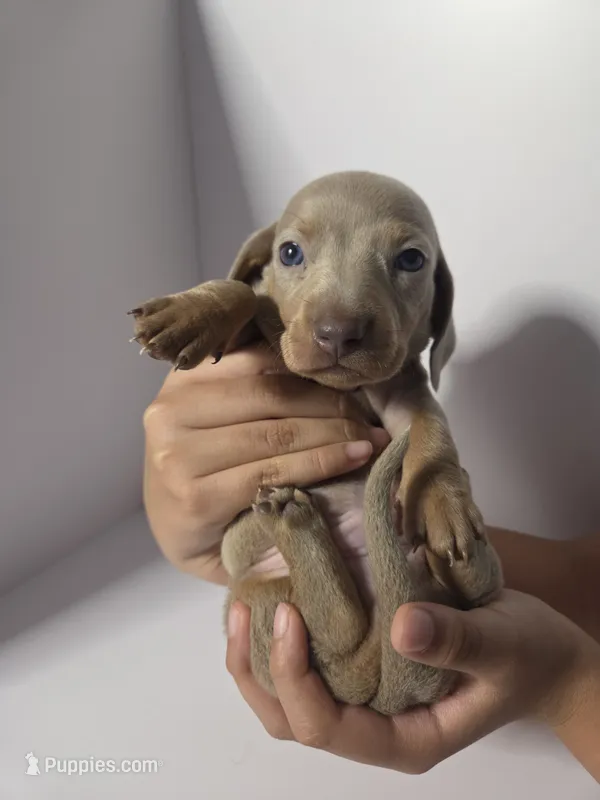 SUNNY AKC MINI DACHSHUND – Dachshund, Miniature Dachshund puppy for sale in Sparks, NV