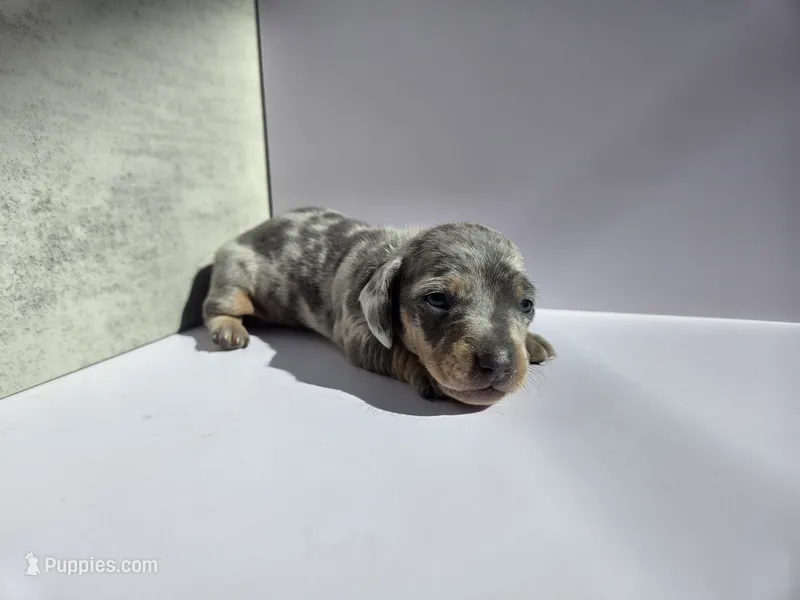 Sonic AKC Boy – Dachshund, Miniature Dachshund puppy for sale in Sparks, NV