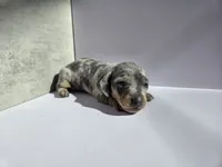 Sonic AKC Boy, a male Dachshund and Miniature Dachshund for sale in Sparks, NV – 1 of 1