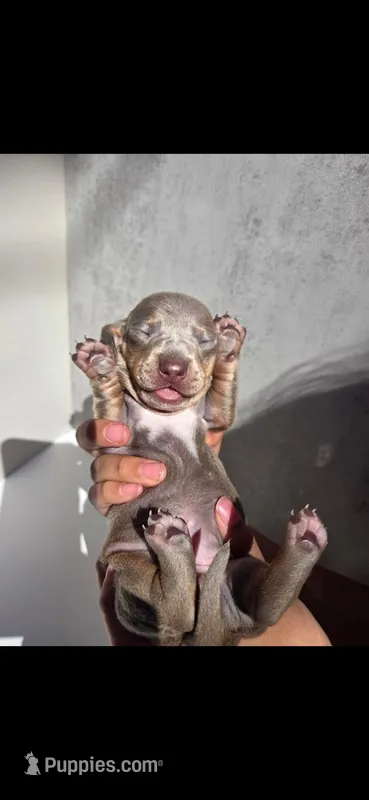 Jake AKC MINI DACHSHUND – Dachshund, Miniature Dachshund puppy for sale in Sparks, NV