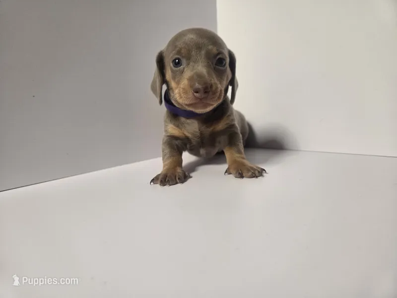 PIPER Mini Dachshund Girl – Miniature Dachshund puppy for sale in Sparks, NV