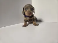 PIPER Mini Dachshund Girl, a female Miniature Dachshund for sale in Sparks, NV – 1 of 1