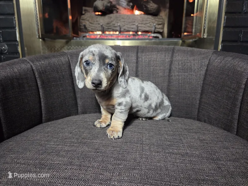 Sonic AKC Boy – Dachshund, Miniature Dachshund puppy for sale in Sparks, NV