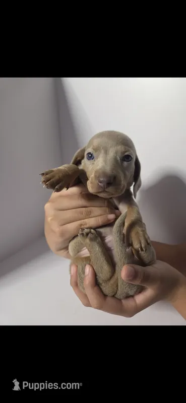 AKC DACHSHUND – Dachshund, Miniature Dachshund puppy for sale in Sparks, NV