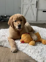 Cooper, a male Golden Retriever for sale in Addison, IL – 1 of 4