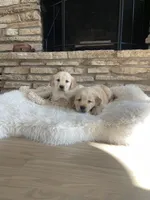 processed/2a8b6e2d-481e-446f-a104-e5b68718db80/listing/06a0ac44-55fc-48c7-9ca9-d2ef5d391e6f/2bcb8c0e-4685-4ea5-956a-0f6fd0c200dc