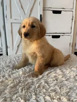 Charlie , a male Golden Retriever for sale in Addison, IL – Photo 3 of 3