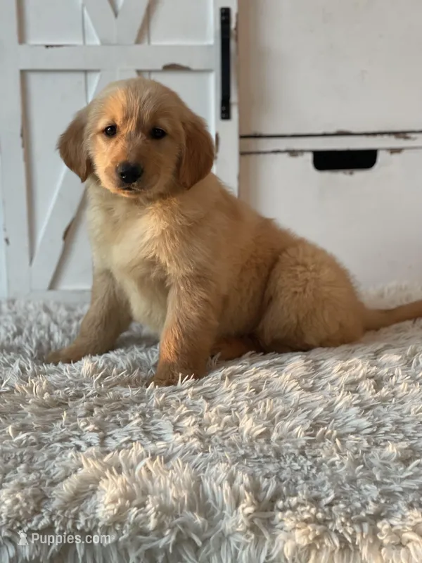 Charlie  – Golden Retriever puppy for sale in Addison, IL