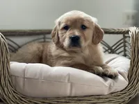 Tucker, a male Golden Retriever for sale in Addison, IL – Photo 2 of 3