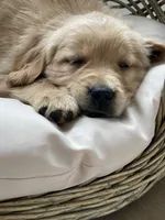 Tucker, a male Golden Retriever for sale in Addison, IL – Photo 3 of 3